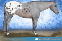 Horse Color:Brown Blanket 