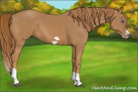 Horse Color:Chestnut Splash Frame 