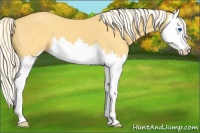 Horse Color:Palomino Splash