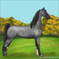 Horse Color:Blue Roan