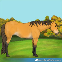 Horse Color:Buckskin 