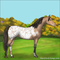 Horse Color:Bay Appaloosa 