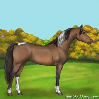 Horse Color:Buckskin Tobiano 