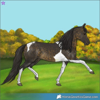Horse Color:Buckskin Tobiano