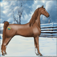 Horse Color:Chestnut 