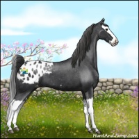 Horse Color:Black Splash Appaloosa 