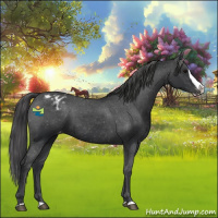 Horse Color:Black Splash Appaloosa 