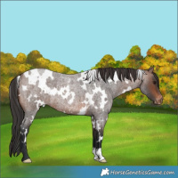 Horse Color:White Spotted Brown Roan Varnish 