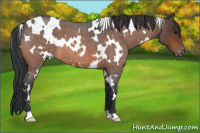 Horse Color:White Spotted Brown Roan Appaloosa 