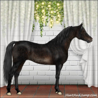Horse Color:Void Brown Ice Roan Sabino