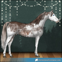 Horse Color:White Spotted Liver Chestnut Sabino Splash Rabicano  and White Spotted Liver Chestnut Splash 
