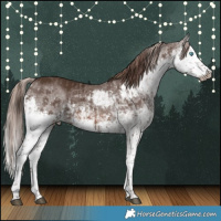 Horse Color:White Spotted Liver Chestnut Sabino Splash Rabicano  and White Spotted Liver Chestnut Splash 