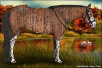 Horse Color:Liver Chestnut Sabino Rabicano  and Bay Sabino Rabicano 