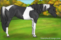 Horse Color:Black Tobiano 
