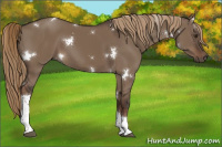 Horse Color:White Spotted Liver Red Dun Tobiano Rabicano 
