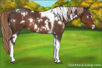 Horse Color:White Spotted Liver Chestnut Tobiano Rabicano 