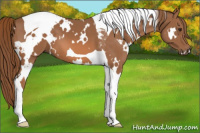 Horse Color:White Spotted Chestnut Tobiano