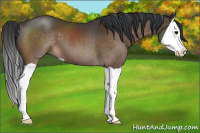 Horse Color:Bay Splash 