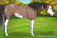 Horse Color:Brown Roan Splash 