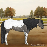 Horse Color:Grullo Tobiano Appaloosa 