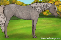Horse Color:Silver Blue Roan 