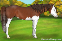 Horse Color:Liver Chestnut Splash 