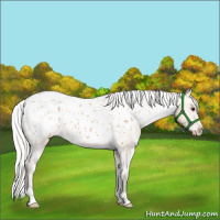 Horse Color:Silver Bay Dun Appaloosa 
