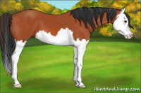 Horse Color:Bay Splash