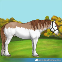 Horse Color:Red Dun Splash 