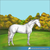 Horse Color:Buckskin Dun Splash Appaloosa 