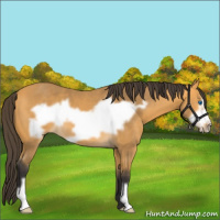 Horse Color:Buckskin Frame 