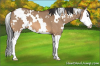 Horse Color:White Spotted Bay Dun Splash 