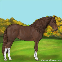 Horse Color:Liver Chestnut 