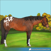 Horse Color:Bay Appaloosa 