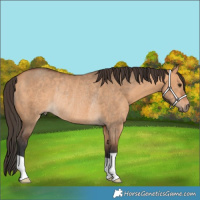Horse Color:Bay Dun Rabicano 