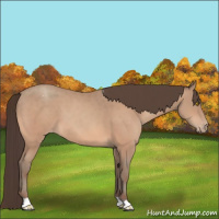 Horse Color:Amber Champagne Appaloosa 