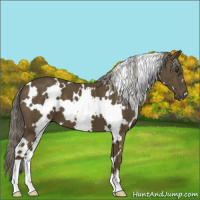 Horse Color:White Spotted Chocolate Palomino