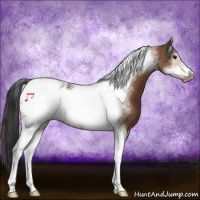 Horse Color:Bay Sabino Tobiano Frame 