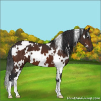 Horse Color:White Spotted Bay 