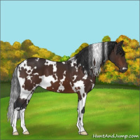 Horse Color:White Spotted Bay 