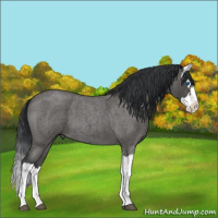 Horse Color:Blue Roan Splash