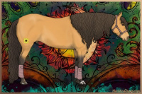 Horse Color:Buckskin