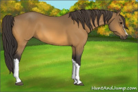 Horse Color:Buckskin 
