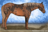 Horse Color:Liver Chestnut  and Chestnut 