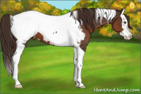 Horse Color:Liver Chestnut Splash Tobiano Appaloosa 