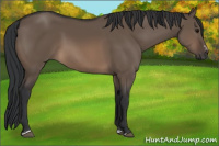 Horse Color:Brown Dun Sabino Rabicano 