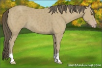 Horse Color:Classic Cream Champagne 