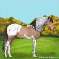 Horse Color:Sable Champagne Tobiano Appaloosa 