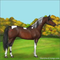 Horse Color:Bay Tobiano Rabicano 