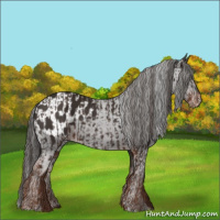 Horse Color:Liver Chestnut  and Liver Chestnut Appaloosa 